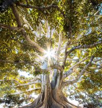Praxis der Energien, Erding, Baum in Sonnenlicht